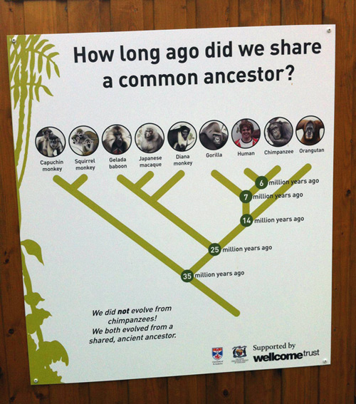 our common ancestors